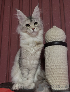 Foto №3. Wohin auch immer Theo geht, Frieden folgt der in Pelz gehüllten Liebe.. Italien