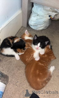 Foto №2 zu Ankündigung № 172587 zu verkaufen somali-katze - einkaufen Österreich züchter