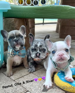 Foto №1. französische bulldogge - zum Verkauf in der Stadt Pig-Pick | verhandelt | Ankündigung № 158235