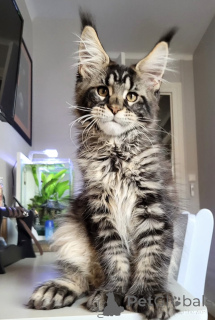 Foto №1. maine-coon-katze - zum Verkauf in der Stadt Fliegen | 2809€ | Ankündigung № 174785