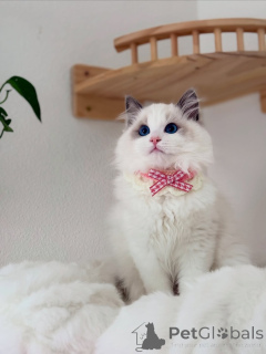 Foto №2 zu Ankündigung № 155565 zu verkaufen ragdoll-katze - einkaufen Finnland quotient 	ankündigung