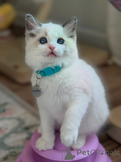 Foto №1. ragdoll-katze - zum Verkauf in der Stadt Venlo | verhandelt | Ankündigung № 170647