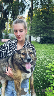 Zusätzliche Fotos: Ein wunderbarer, kleiner, süßer Freund der Hund Kuzya sucht ein Zuhause.