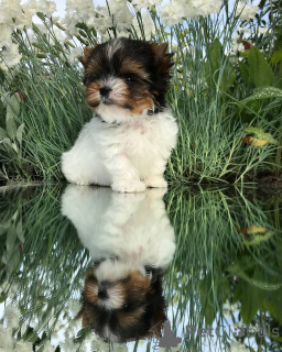 Foto №2 zu Ankündigung № 143782 zu verkaufen yorkshire terrier - einkaufen USA züchter