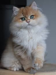 Foto №2 zu Ankündigung № 165521 zu verkaufen britisch langhaar - einkaufen Frankreich quotient 	ankündigung, züchter