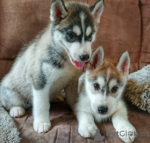 Foto №1. siberian husky - zum Verkauf in der Stadt Berlin | verhandelt | Ankündigung № 118838