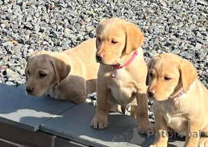 Foto №1. labrador retriever - zum Verkauf in der Stadt Darmstadt | 500€ | Ankündigung № 149691