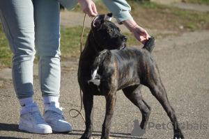 Foto №4. Ich werde verkaufen cane corso italiano in der Stadt Belgrad.  - preis - verhandelt