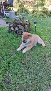 Foto №2 zu Ankündigung № 155347 zu verkaufen shiba - einkaufen Russische Föderation quotient 	ankündigung