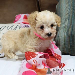 Foto №1. maltipu - zum Verkauf in der Stadt Hamburg | 900€ | Ankündigung № 150169