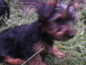 Foto №2 zu Ankündigung № 132161 zu verkaufen  - einkaufen Schweiz 