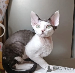 Foto №4. Ich werde verkaufen devon rex in der Stadt Indianapolis.  - preis - 284€