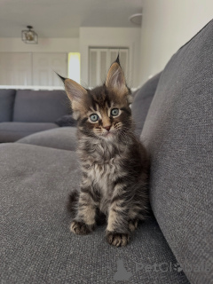 Foto №1. maine-coon-katze - zum Verkauf in der Stadt München | verhandelt | Ankündigung № 177804