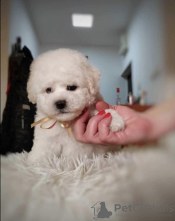 Foto №3. Bichon Frise Welpen zu verkaufen. Serbien
