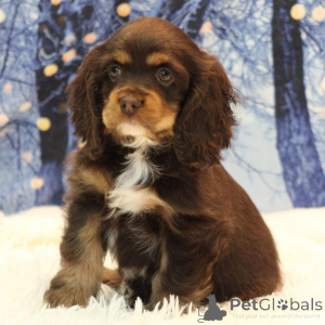 Foto №1. english cocker spaniel - zum Verkauf in der Stadt Düsseldorf | 600€ | Ankündigung № 134839