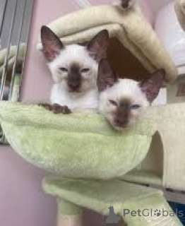Foto №3. Siamkatzenbabys zu verkaufen. Österreich