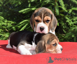 Foto №3. Wunderschöne englische Beagle-Welpen zu verkaufen. Ukraine