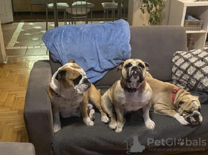 Zusätzliche Fotos: Englische Bulldogge