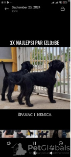 Foto №3. Large Black Schnauzer. Serbien
