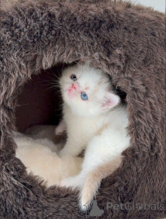 Foto №3. perserkatt bis salu. Deutschland