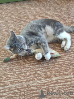 Foto №3. May, eine silberrauchige Katze, sucht ihr Zuhause. Russische Föderation