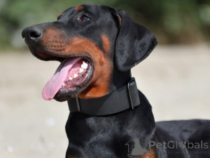 Foto №2 zu Ankündigung № 151340 zu verkaufen dobermann - einkaufen China vom kindergarten