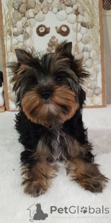 Foto №3. Йорка Бусинка. Türkei