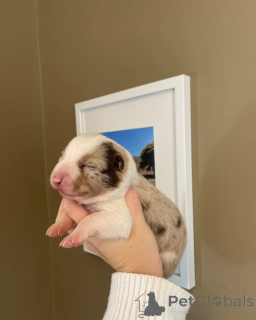 Foto №1. border collie - zum Verkauf in der Stadt Alabama | 339€ | Ankündigung № 173954
