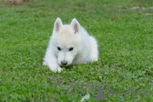 Foto №3. Male Siberian Husky Puppy for Sale Your Perfect Companion!. Serbien