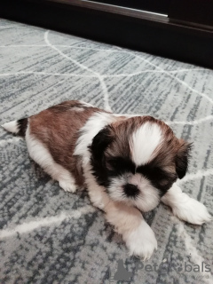 Foto №4. Ich werde verkaufen lhasa apso, shih tzu in der Stadt Kaunas. quotient 	ankündigung, vom kindergarten, züchter - preis - 600€