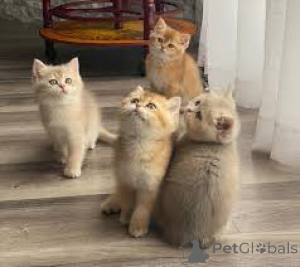 Foto №1. britisch kurzhaar - zum Verkauf in der Stadt Espoo | 500€ | Ankündigung № 166941