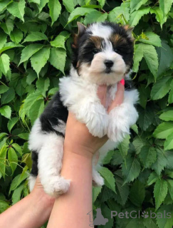 Foto №1. mischlingshund - zum Verkauf in der Stadt Dettenheim | verhandelt | Ankündigung № 162796