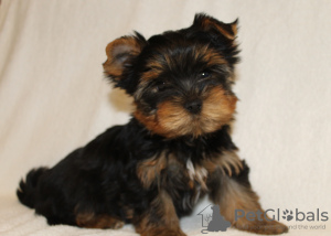 Zusätzliche Fotos: Yorkshire Terrier Welpen zu verkaufen