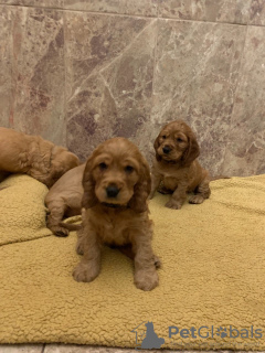 Zusätzliche Fotos: Gesunde American Cocker Spaniel Welpen jetzt zu verkaufen