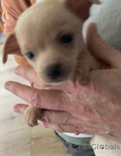 Foto №1. mischlingshund - zum Verkauf in der Stadt Bergen Op Zoom | verhandelt | Ankündigung № 166930