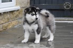 Foto №1. mischlingshund - zum Verkauf in der Stadt Berlin | verhandelt | Ankündigung № 136799