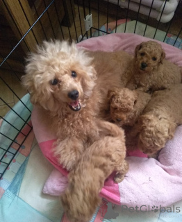 Foto №2 zu Ankündigung № 138920 zu verkaufen pudel (zwerg) - einkaufen Georgien quotient 	ankündigung