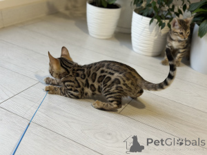 Foto №3. Wunderschöner bengalischer Junge. Belgien