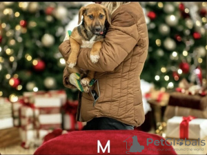 Foto №2 zu Ankündigung № 126805 zu verkaufen mischlingshund - einkaufen Russische Föderation quotient 	ankündigung