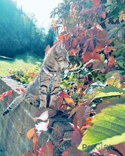 Foto №2 zu Ankündigung № 158220 zu verkaufen europäisch kurzhaar - einkaufen Deutschland züchter