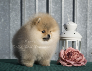 Foto №2 zu Ankündigung № 5455 zu verkaufen german spitz - einkaufen Russische Föderation vom kindergarten