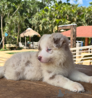 Foto №4. Ich werde verkaufen border collie in der Stadt München. züchter - preis - verhandelt