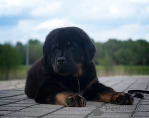 Zusätzliche Fotos: Tibetan Mastiff Welpen