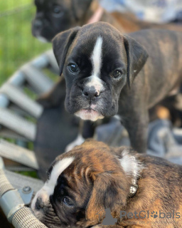 Foto №4. Ich werde verkaufen deutscher boxer in der Stadt Melbourne. quotient 	ankündigung - preis - 691€