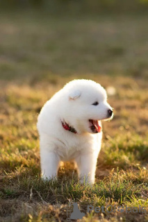 Foto №4. Ich werde verkaufen samojede (hunderasse) in der Stadt Kalisz. züchter - preis - 627€