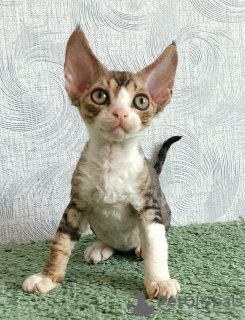 Foto №2 zu Ankündigung № 11100 zu verkaufen devon rex - einkaufen Russische Föderation quotient 	ankündigung