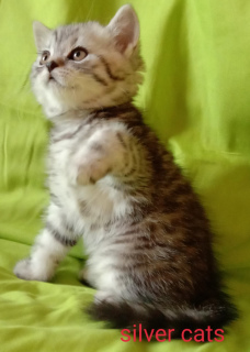 Foto №4. Ich werde verkaufen schottische faltohrkatze in der Stadt Tschernigow. vom kindergarten, züchter - preis - 138€