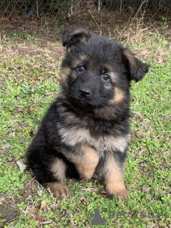 Foto №2 zu Ankündigung № 95701 zu verkaufen deutscher schäferhund - einkaufen Deutschland quotient 	ankündigung, züchter