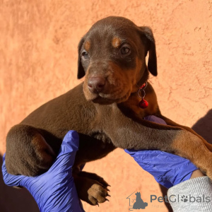 Foto №2 zu Ankündigung № 175427 zu verkaufen dobermann - einkaufen Litauen quotient 	ankündigung, züchter