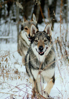 Zusätzliche Fotos: Tschechoslowakische Wolfshundewelpen zu verkaufen